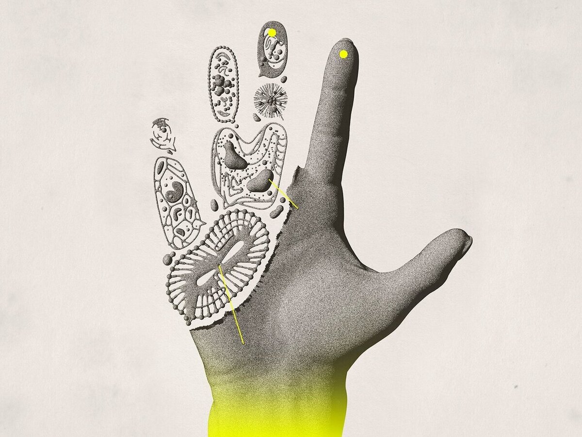 ژن CYP26B1؛ کلید احتمالی بازسازی اعضای قطع‌شده در انسان