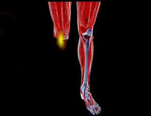 ژن CYP26B1؛ کلید احتمالی بازسازی اعضای قطع‌شده در انسان