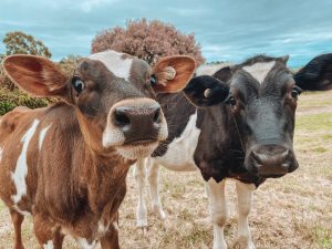 گاوها هم بهترین دوست دارند و از جدایی دچار استرس میشوند